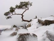 Sokolica , Pieninki , Pieniny